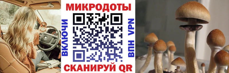 даркнет сайт  Циолковский  Галлюциногенные грибы Psilocybe 